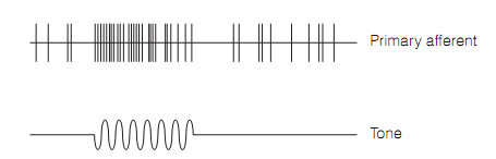 1022_Primary auditory afferents.png